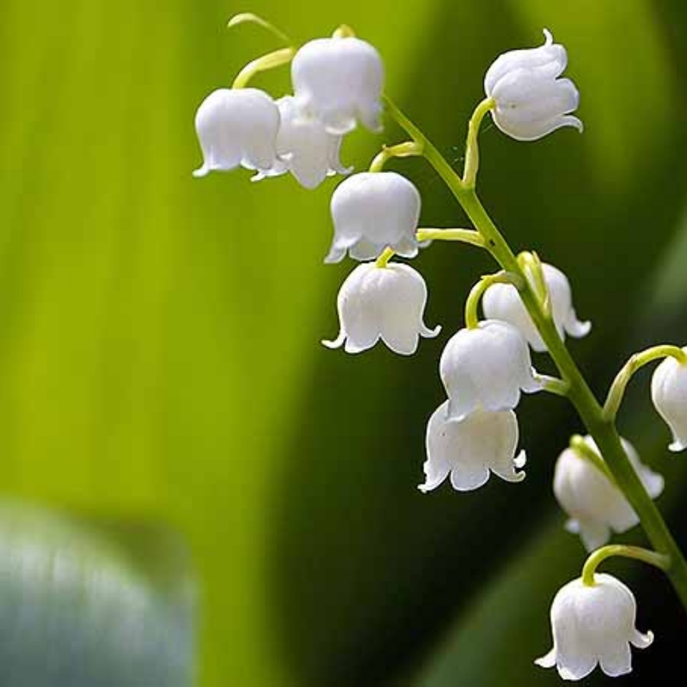 Lily of the Valley Hand Poured 6.5oz Soy Candle